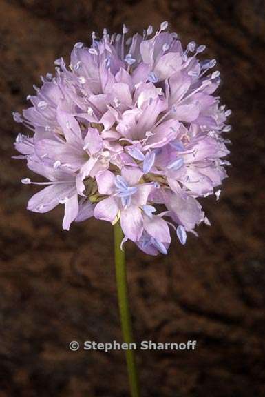 gilia capitata ss pedemontana 1 graphic